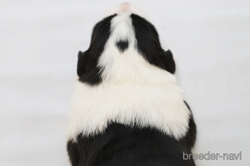 成約済の神奈川県のボーダーコリー-359951の3枚目